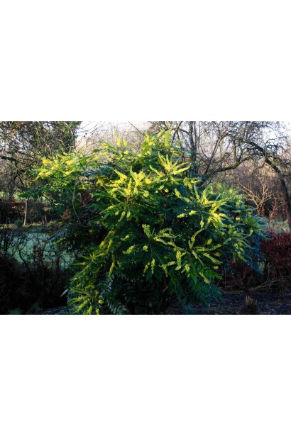 Компактний кущ магонії Charity у ландшафтному дизайні.